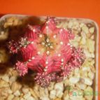 Collecion de el-tio-carlos