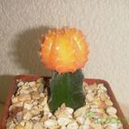 Collecion de el-tio-carlos