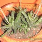 Collecion de el-tio-carlos