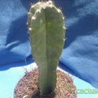 Collecion de el-tio-carlos