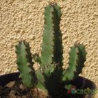 Collecion de el-tio-carlos