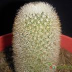 Collecion de el-tio-carlos