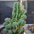 Collecion de el-tio-carlos