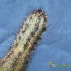 Collecion de el-tio-carlos
