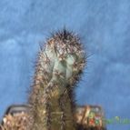 Collecion de el-tio-carlos