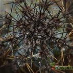 Collecion de el-tio-carlos