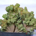Collecion de el-tio-carlos