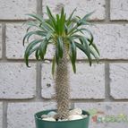 Collecion de el-tio-carlos