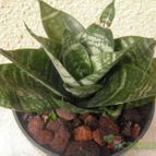 Collecion de el-tio-carlos