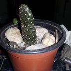 Consolea rubescens