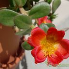 Collecion de emidenoemi