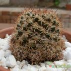 Collecion de emidenoemi