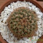 Collecion de emidenoemi