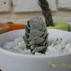 Collecion de emidenoemi