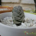 Collecion de emidenoemi