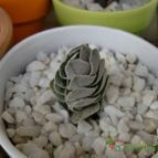 Collecion de emidenoemi