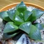 Collecion de emidenoemi