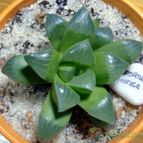 Collecion de emidenoemi