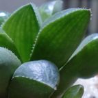 Collecion de emidenoemi