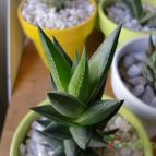 Collecion de emidenoemi