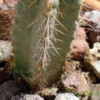 Collecion de emidenoemi