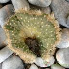 Collecion de emidenoemi