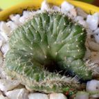 Collecion de emidenoemi