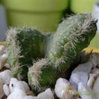 Collecion de emidenoemi