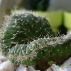 Collecion de emidenoemi