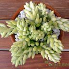 Collecion de emidenoemi