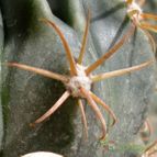Collecion de emidenoemi