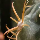 Collecion de emidenoemi