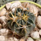 Collecion de emidenoemi