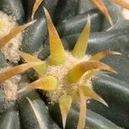 Collecion de emidenoemi