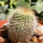 Collecion de emidenoemi