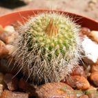 Collecion de emidenoemi