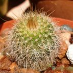 Collecion de emidenoemi