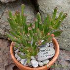 Collecion de emidenoemi