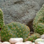 Collecion de emidenoemi