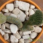 Collecion de emidenoemi