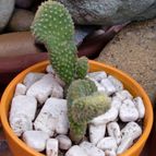 Collecion de emidenoemi