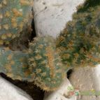 Collecion de emidenoemi