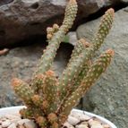 Collecion de emidenoemi