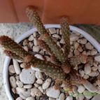 Collecion de emidenoemi