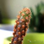 Collecion de emidenoemi