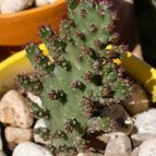 Collecion de emidenoemi