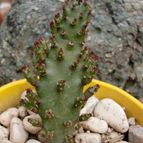 Collecion de emidenoemi