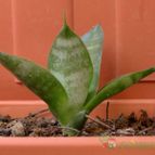 Collecion de emidenoemi