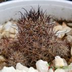 Collecion de emidenoemi