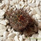 Collecion de emidenoemi